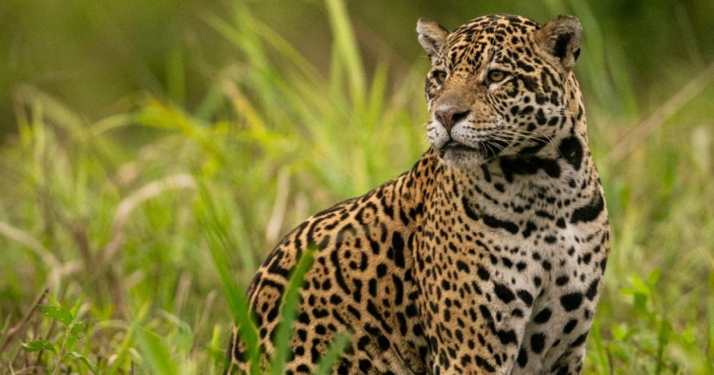 onca-volta-ao-local-onde-matou-caseiro-e-ataca-socorrista