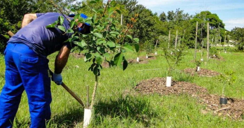porto-alegre-vai-ganhar-reforco-verde-com-plantio-de-3,5-mil-novas-mudas