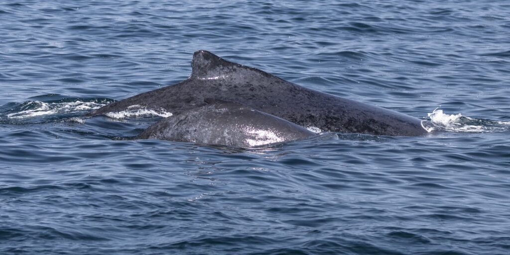 encontro-possibilita-oportunidade-de-observacao-de-baleias-na-bahia
