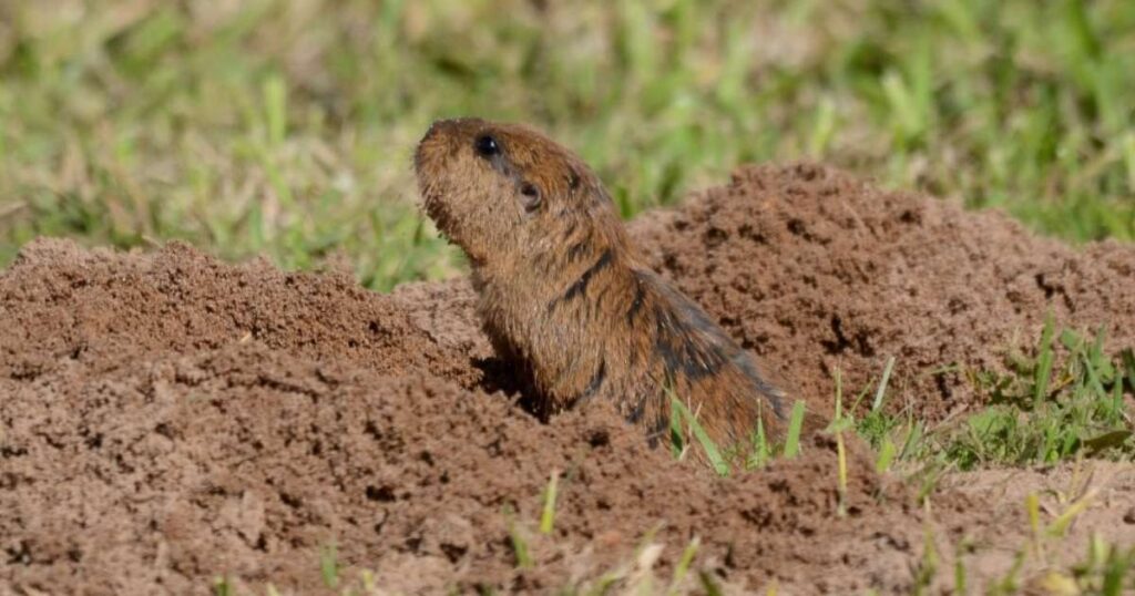 tuco-tuco-do-lami-e-ameacado-pela-perda-dos-campos-nativos-do-pampa