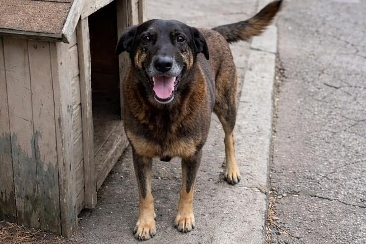 delegado-de-sc-ataca-a-esquerda-para-rebater-criticas-no-caso-do-cao-orelha