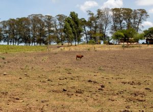 chuvas,-estiagem-e-seca-deixam-20-municipios-em-situacao-de-emergencia